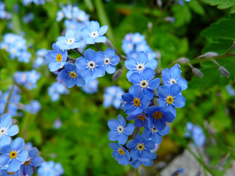 forget-me-not-3966_960_720